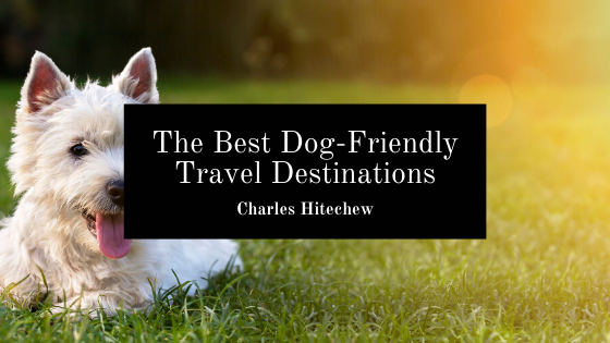 The Best Dog-Friendly Travel Destinations